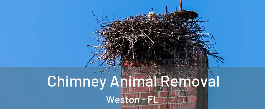 Chimney Animal Removal Weston - FL